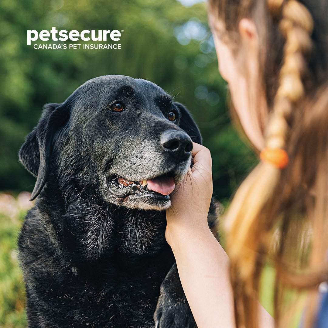 BC_SPCA's tweet photo. November is Adopt a Senior Pet Month, and it’s the perfect time to open your heart and home to a furry companion who’s seen a few seasons. Learn more about @Petsecure Pet Health Insurance options here: https://t.co/PHBpFskbMo.
#PetsecureProtected #AdoptASeniorPet https://t.co/jkZASuXWgm