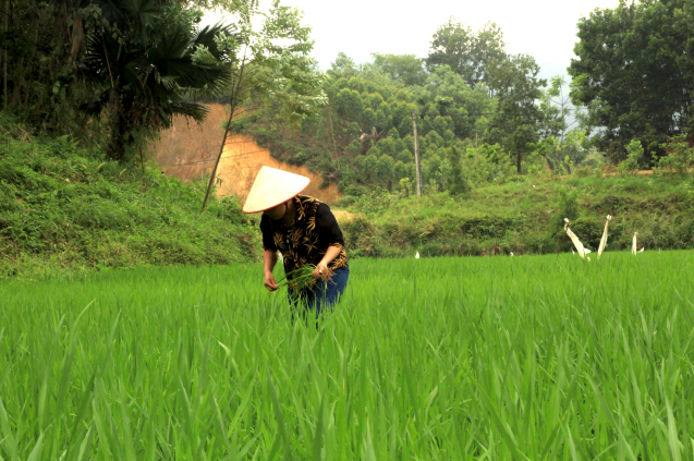 LamontEarth's tweet photo. In many major crop regions, extreme heat and humidity may compromise farmworkers' ability to cultivate crops like rice and maize if these climate trends continue, finds new study by experts including @columbiaclimate @LamontEarth's @mfting &amp; @radleyhorton: https://t.co/1R8DTOmOex https://t.co/zp00llvNgh
