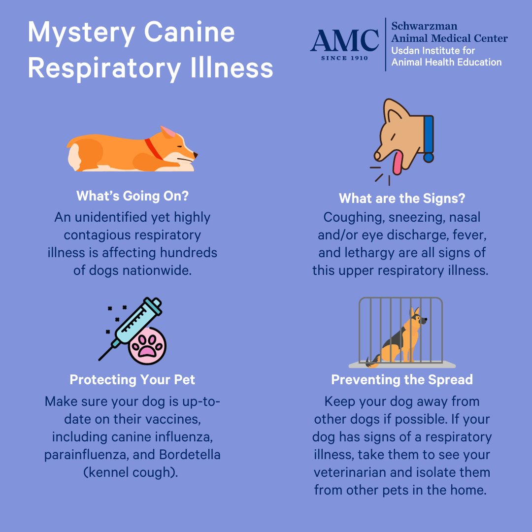 Typical symptoms of the newly identified canine illness.