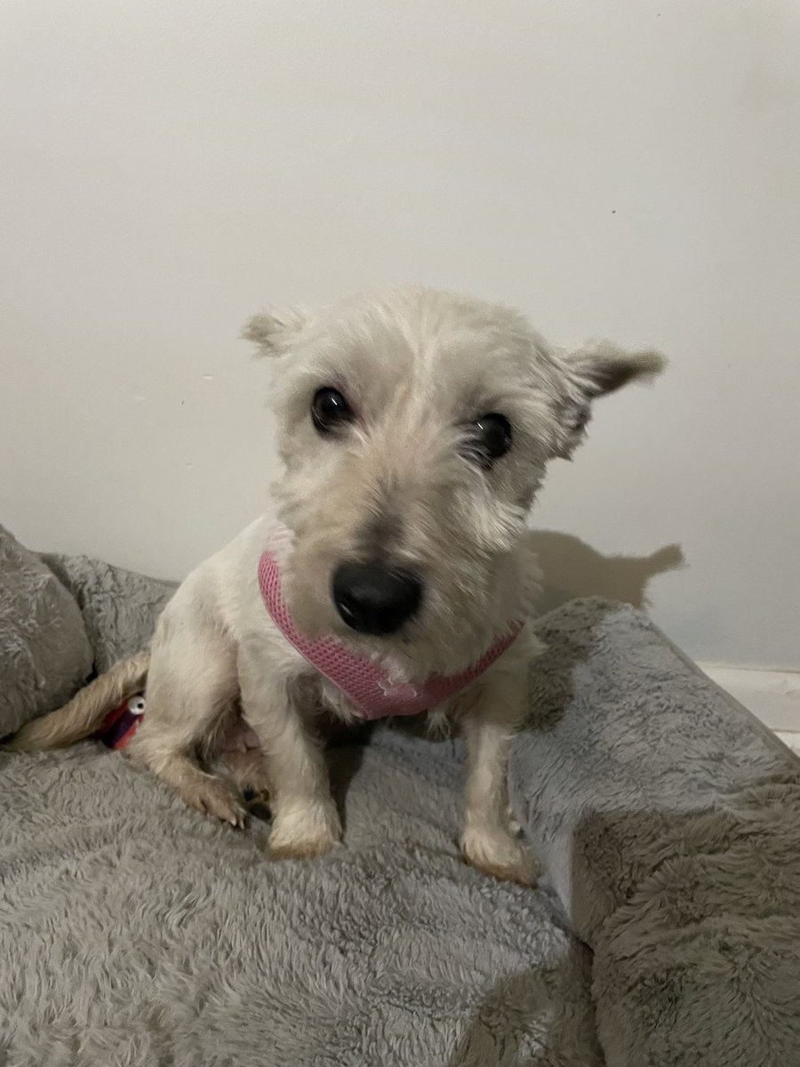 jodidanziger tweet media