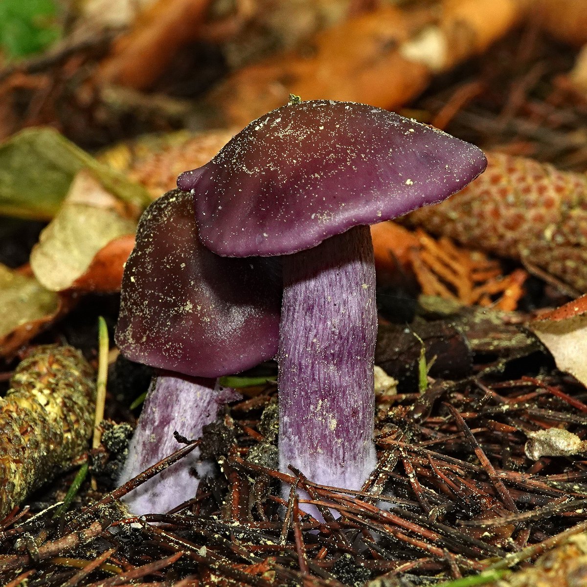 Terry&JudyWood tweet media