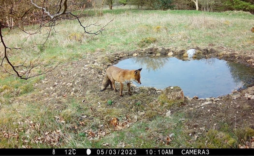 DalbyFriends's tweet photo. We installed a camera trap earlier this year at one of the pools we created as part of our turtle dove pool project. Still checking through shots but we did capture some of Dalby’s other residents! https://t.co/RcwbPM2pDl