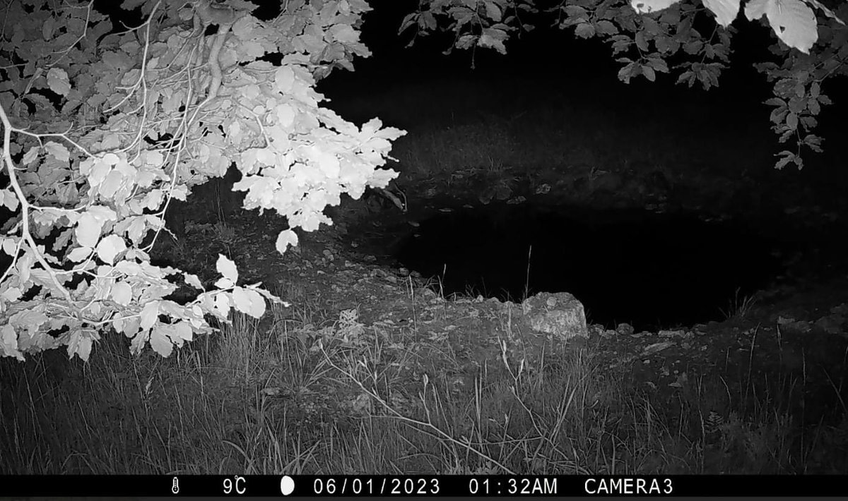 DalbyFriends's tweet photo. We installed a camera trap earlier this year at one of the pools we created as part of our turtle dove pool project. Still checking through shots but we did capture some of Dalby’s other residents! https://t.co/RcwbPM2pDl