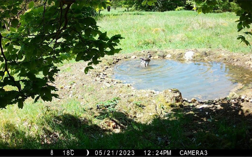 DalbyFriends's tweet photo. We installed a camera trap earlier this year at one of the pools we created as part of our turtle dove pool project. Still checking through shots but we did capture some of Dalby’s other residents! https://t.co/RcwbPM2pDl