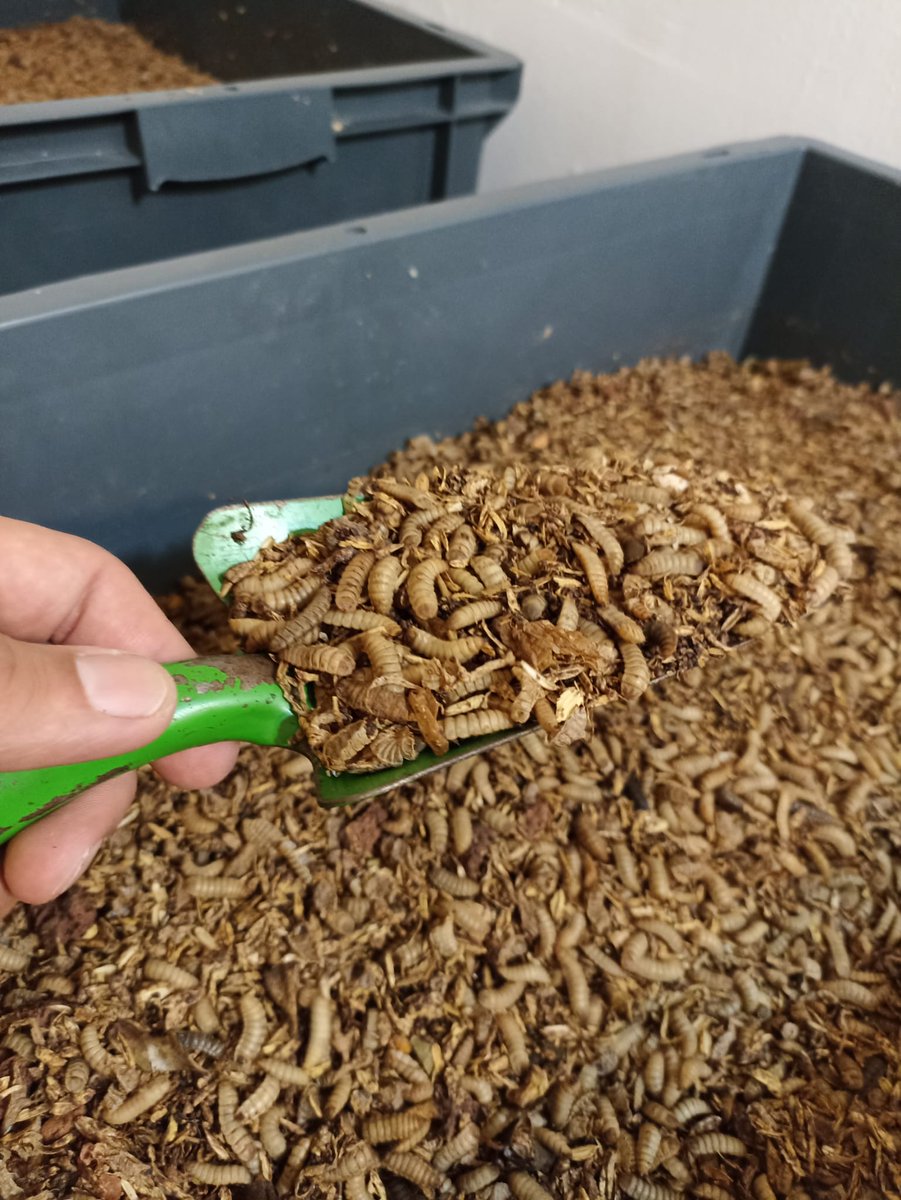 Step into sustainability with us! 🌱

Our first article explores organic waste recycling. ♻️

Learn about the environmental impact of traditional waste disposal and Rebioca's mission to revolutionize waste management. 🌍

Ready to dive in? Let's go! 💪

#GG19