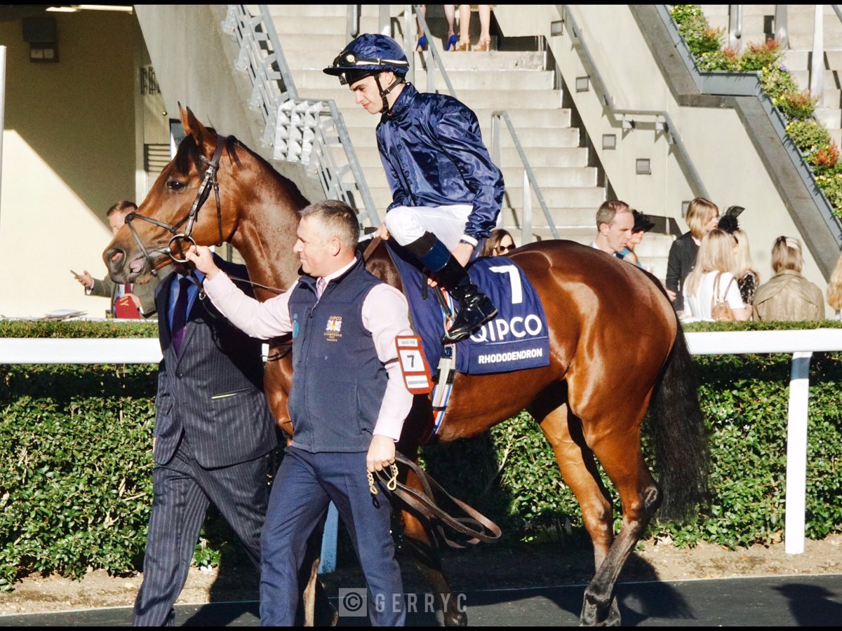 I wanted to sort out a few pics of Auguste Rodin’s dam Rhododendron and found these….so far. First two at Epsom in 2017 when finishing second to Enable in the Oaks. The other one at Ascot just before her final race when she finished 5th behind Cracksman in the Champion Stakes.