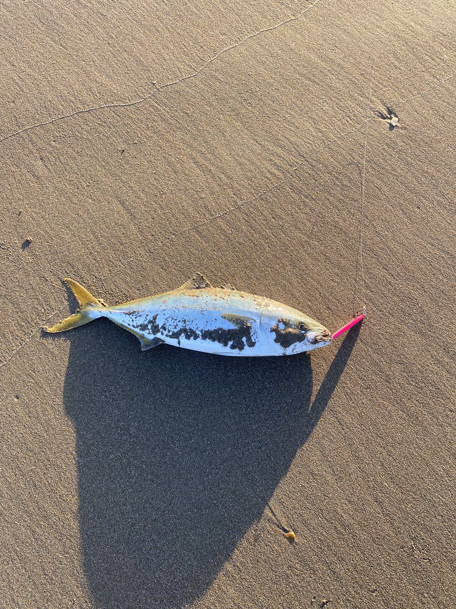 issymedia1's tweet photo. 青物襲来🐟
#鹿島灘 https://t.co/oQnAxdeSEA