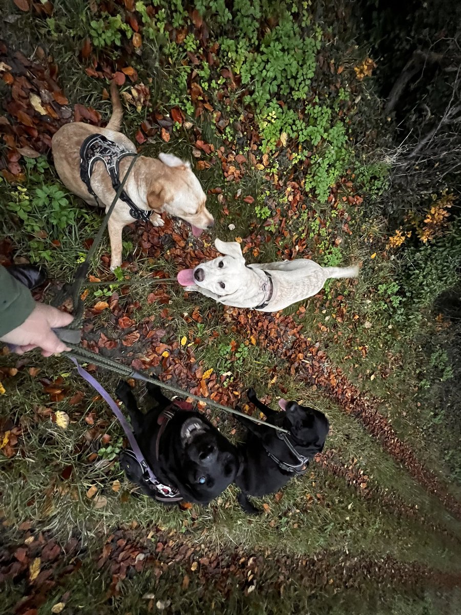 Autumn walks with our pups #labradorretrievers #labradorpuppies #myminibreak #dogfriendlyaccommodation