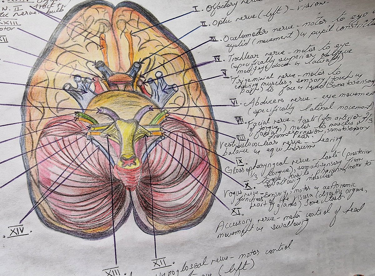 HijaziSidra's tweet photo. When you get bored, draw a brain! 🧠
My diagram!
#CranialNerves
#Netters
#NeuroPsychology
#NeuroPsychScientistInTheMaking
#NeuroResearcher
#BrainFan https://t.co/9wj69RFDlz