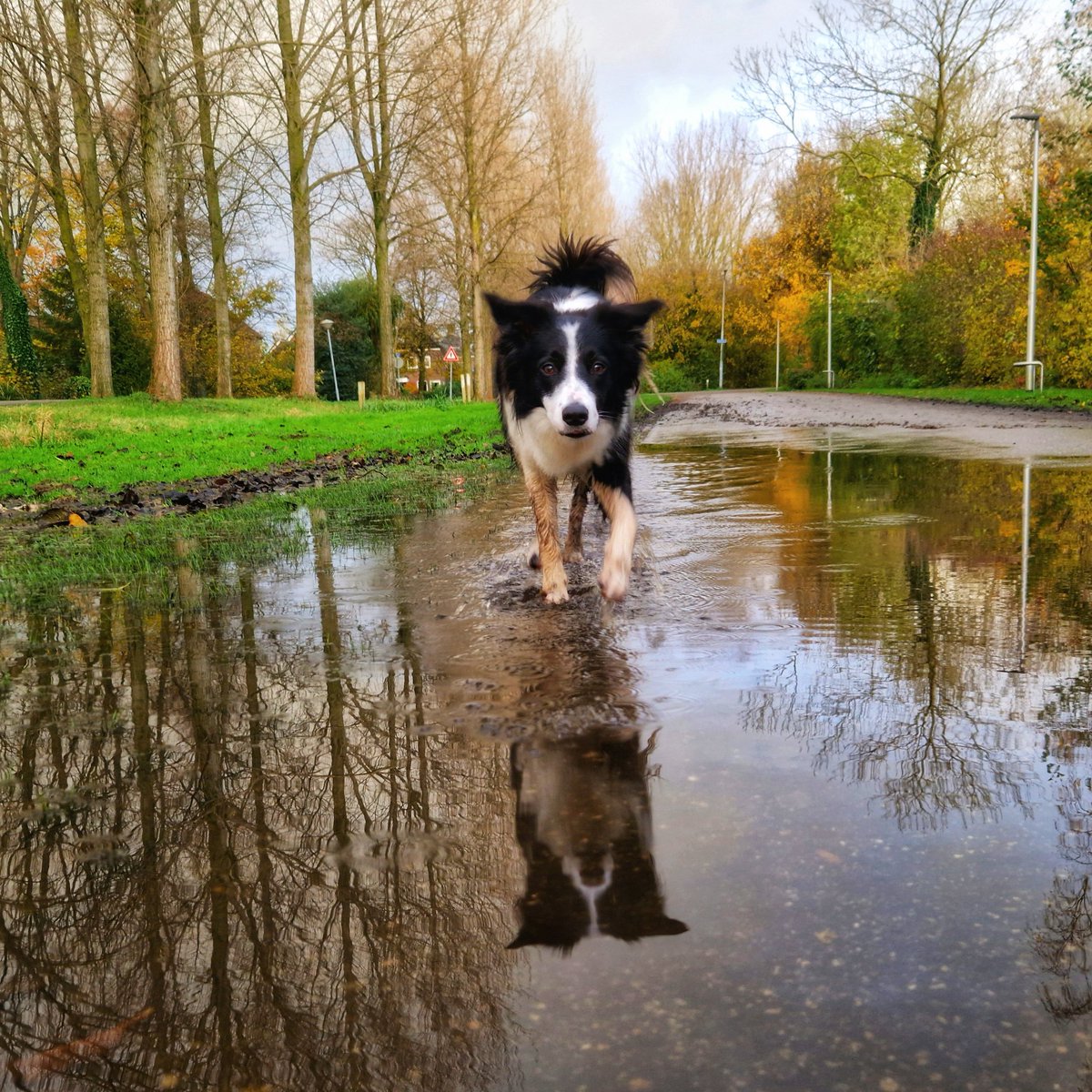 Natte boel.

Met #milladebordercollie 😊🐾