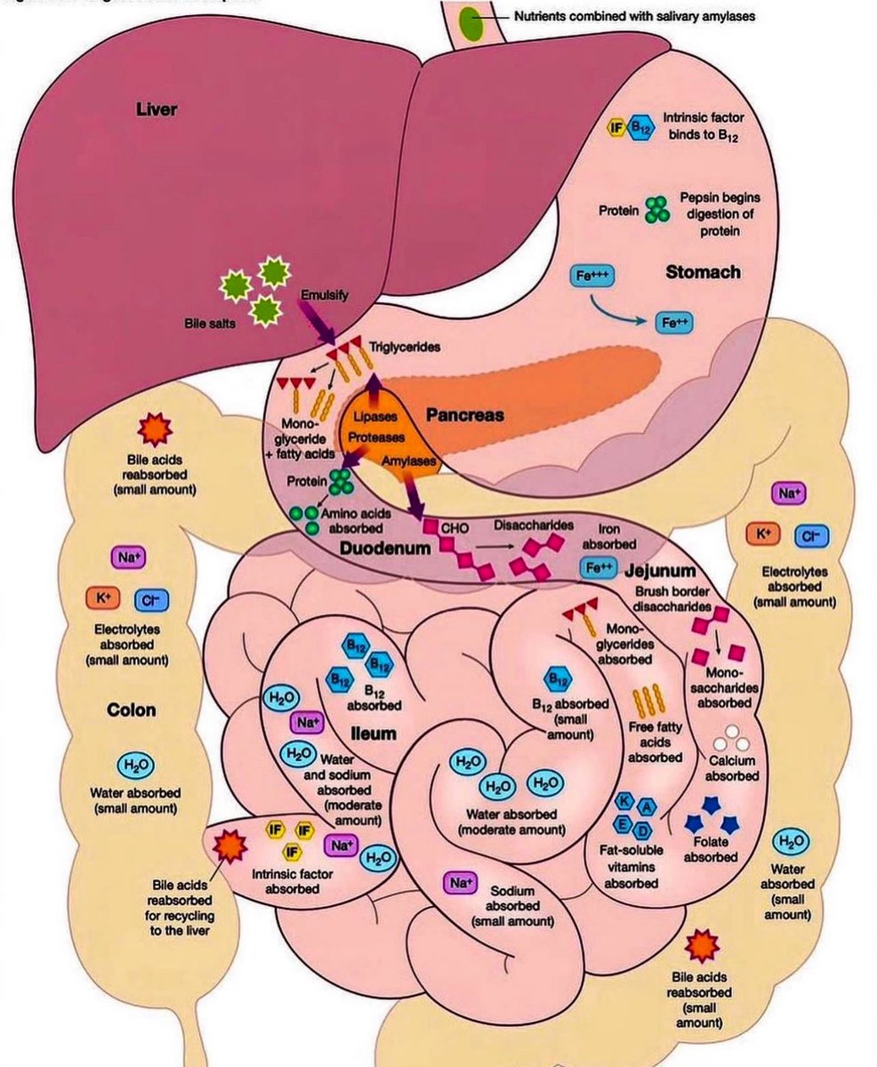 📍Digestion and absorption of nutrients 
#MedEd #Nutrition #MedTwitter