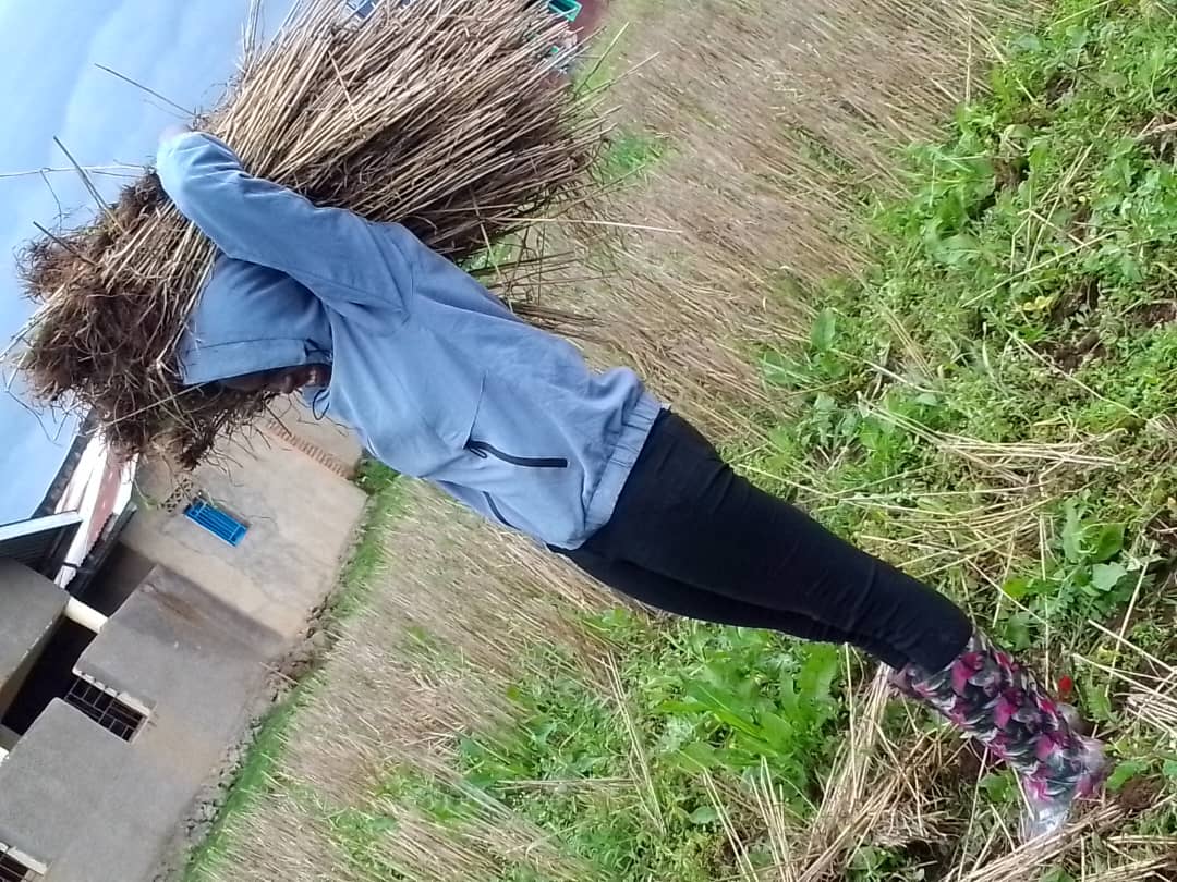 Iradukunda Janviére (@janvierehort) on Twitter photo In impacting crop production we need to use well dried mulching materials in order to avoid germination of the unwanted plant (weeds)
<a href="/RwandaAgri/">Ministry of Agriculture & Animal Resources |Rwanda</a> <a href="/RwandaCSSA/">Rwanda Crop Sciences Students' Association(RCSSA).</a> <a href="/JoelOptimist1/">Sibobugingo JoëL🇷🇼</a> <a href="/Hingamafaranga/">HingÂMAFARANGA RWANDA NGO</a> <a href="/demi_farm/">Demi Farms</a> <a href="/INGABOSYNDICAT1/">INGABO Syndicate</a> In impacting crop production we need to use well dried mulching materials in order to avoid germination of the unwanted plant (weeds)
<a href="/RwandaAgri/">Ministry of Agriculture & Animal Resources |Rwanda</a> <a href="/RwandaCSSA/">Rwanda Crop Sciences Students' Association(RCSSA).</a> <a href="/JoelOptimist1/">Sibobugingo JoëL🇷🇼</a> <a href="/Hingamafaranga/">HingÂMAFARANGA RWANDA NGO</a> <a href="/demi_farm/">Demi Farms</a> <a href="/INGABOSYNDICAT1/">INGABO Syndicate</a>