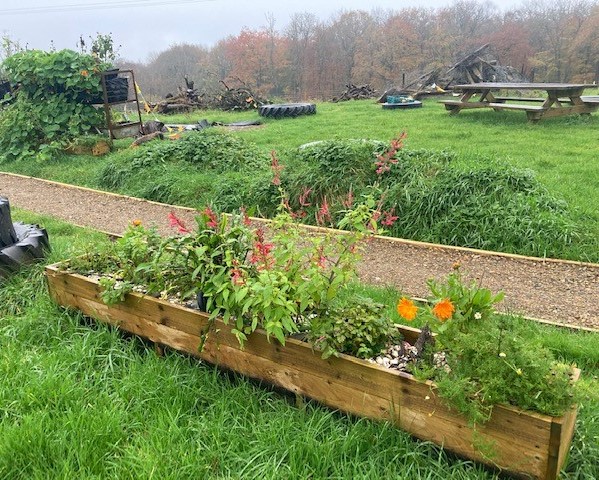 The Pineapple sage is finally flowering, The nasturtiums have taken over our old hay feeder. Today's gardening course looked at garden planning. #pineapplesage #nasturtium #calendula #herbalmedicine #herbalremedies #wellbeing #growyourown #localproduce @RHSBloom