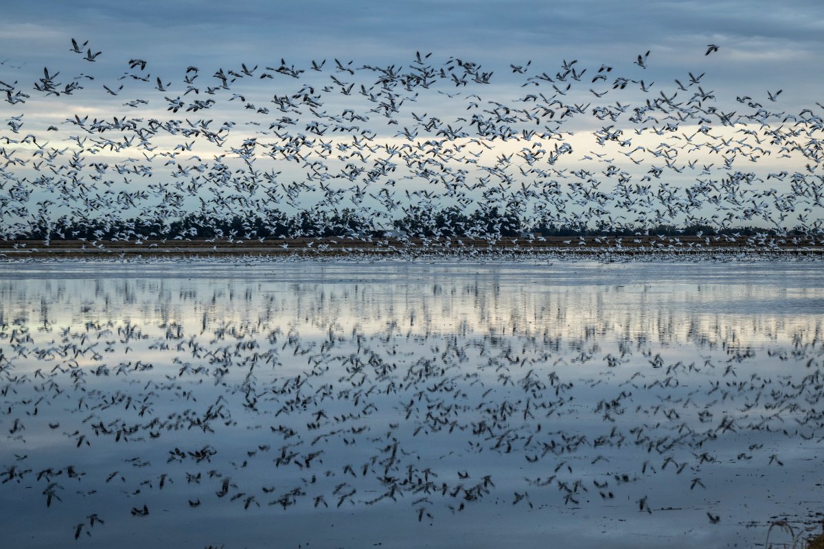 The late fall season means recently harvested rice fields are now doubling as wetland habitat for millions of migratory birds. 

Check out these absolutely stunning shots of snow geese in #Willows courtesy of <a href="/BrianBaerPhotos/">Brian Baer</a>!