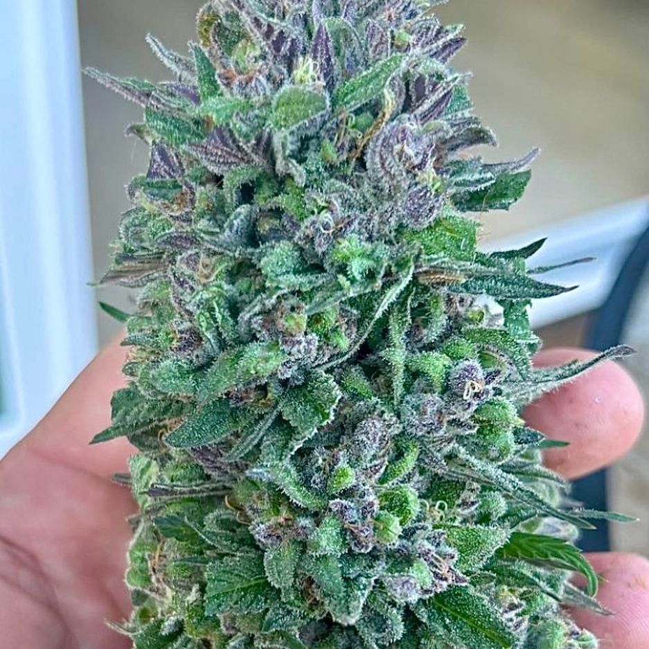 MotorCitySeeds's tweet photo. Ancient OG Project F5 (bred by Motherlode Seeds)= 1972 Iranian #landrace x Snow Lotus ❄️𑁍:Tastes like 🍓🍧🍫🍡🍈🍬! #TheFutureIsRegenerative #homegrown #cannabisculture #cannabiscommunity #cannafam #weedlife #WeedLikeChange #cannabis #420 #marijuana #mmj #TheFutureIsRegenerative https://t.co/HndACpknV9