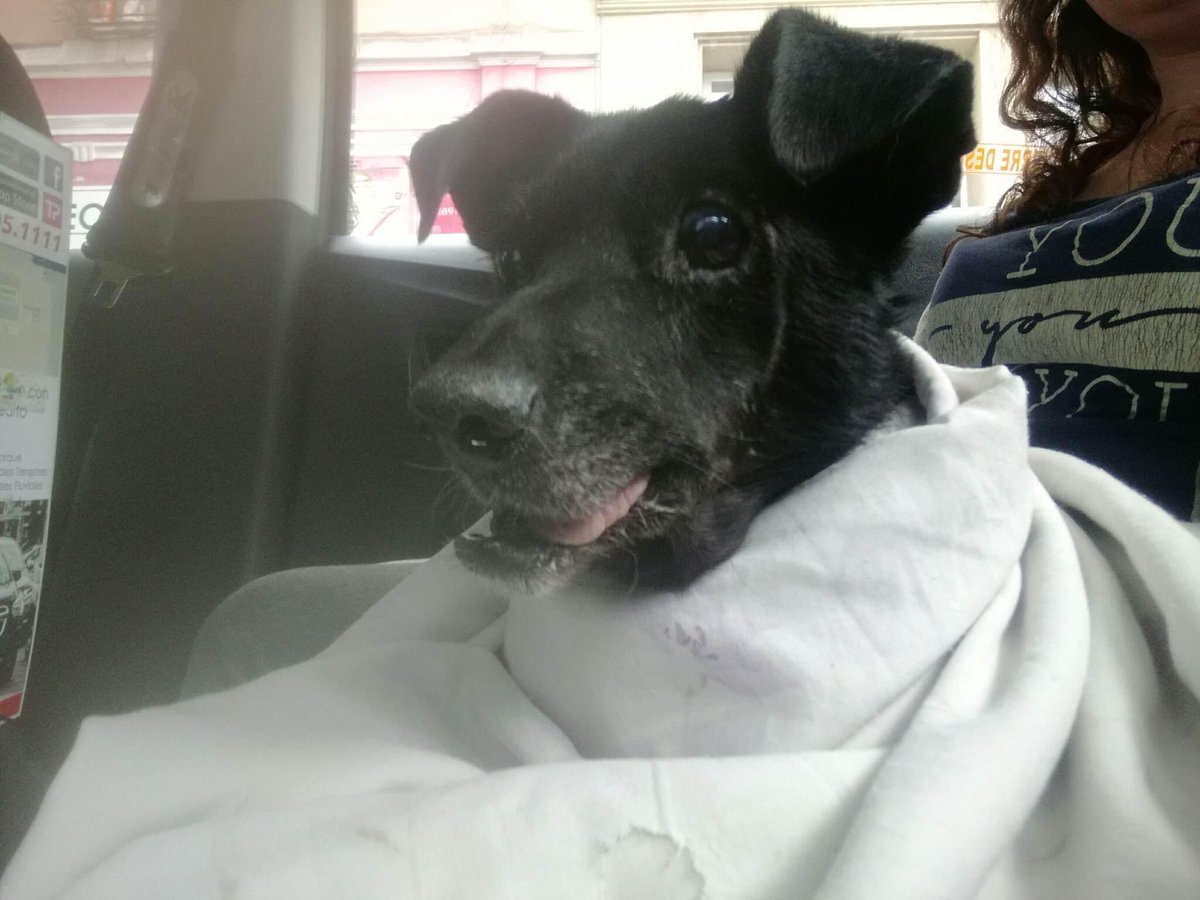Adopteros Argentina tweet media