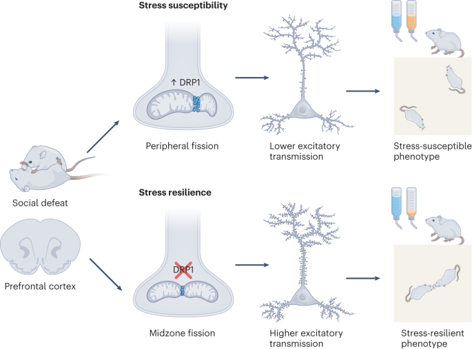 NatMetabolism's tweet photo. Online now! Linking neuropsychiatric disease to neuronal metabolism https://t.co/1ky35BITsS https://t.co/mCJbs8J9MA