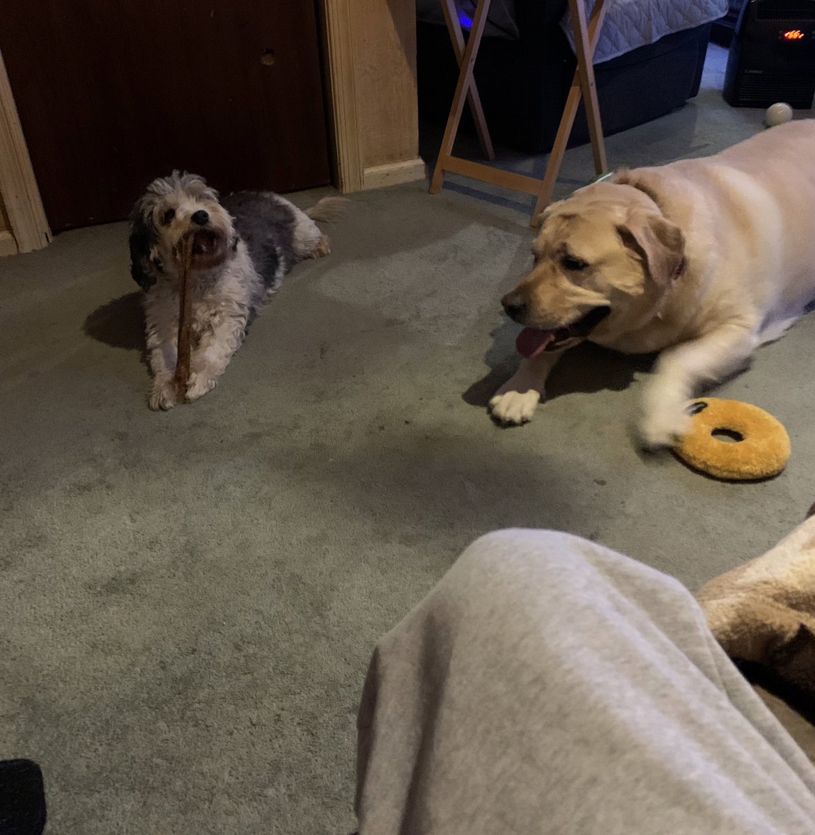 Brady had a rough day playing with his little friend. This beast is snoring 💤 like a mountain lion. #labador #dogsoftwiter #englishlab