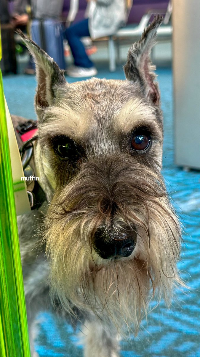 muffinjai's tweet photo. 💛 And we are off again 🛫 Well… very soon anyway 😅@ yvrairport 🧳 #TravelDogs #TravelDog 🐶🐾🇨🇦 #DogsOfVancouver #DogsOfCanada #MiniatureSchnauzer #Schnauzer https://t.co/nZe8Fsd8ts