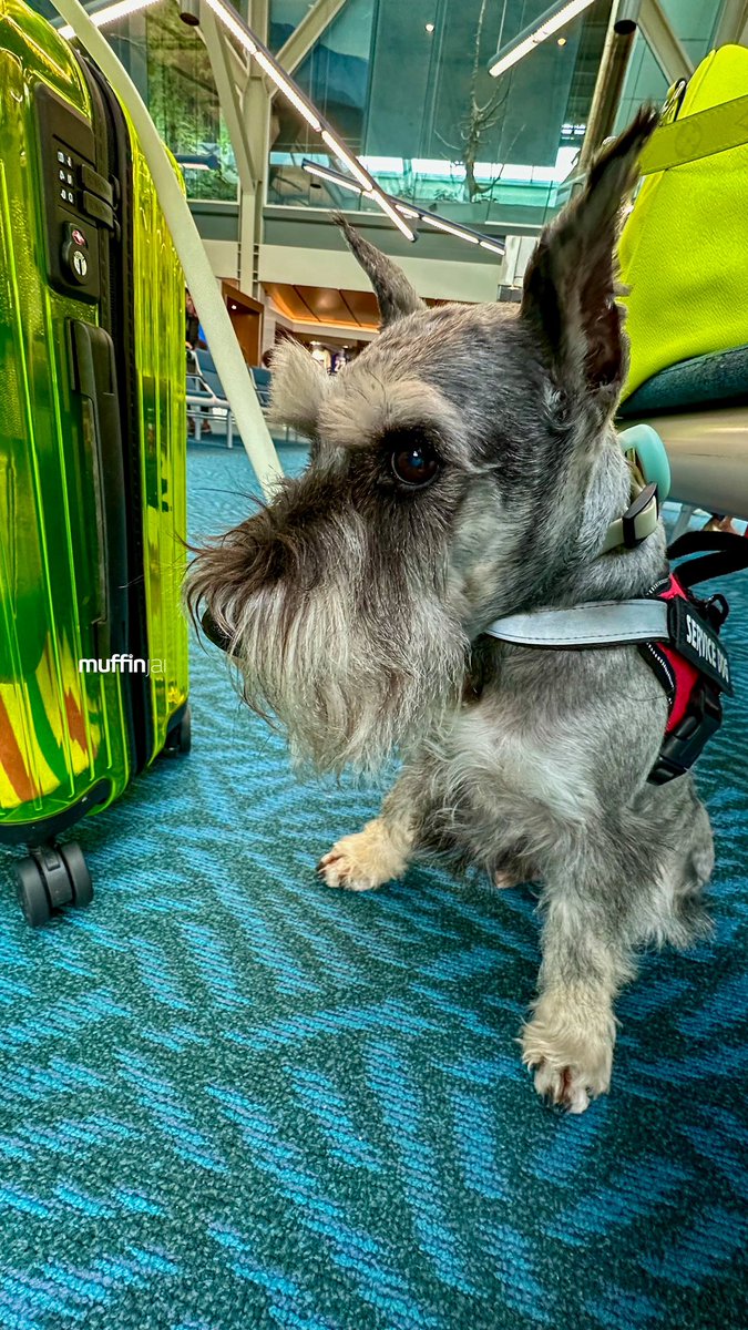 muffinjai's tweet photo. 💛 And we are off again 🛫 Well… very soon anyway 😅@ yvrairport 🧳 #TravelDogs #TravelDog 🐶🐾🇨🇦 #DogsOfVancouver #DogsOfCanada #MiniatureSchnauzer #Schnauzer https://t.co/nZe8Fsd8ts
