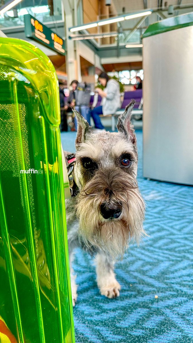 muffinjai's tweet photo. 💛 And we are off again 🛫 Well… very soon anyway 😅@ yvrairport 🧳 #TravelDogs #TravelDog 🐶🐾🇨🇦 #DogsOfVancouver #DogsOfCanada #MiniatureSchnauzer #Schnauzer https://t.co/nZe8Fsd8ts
