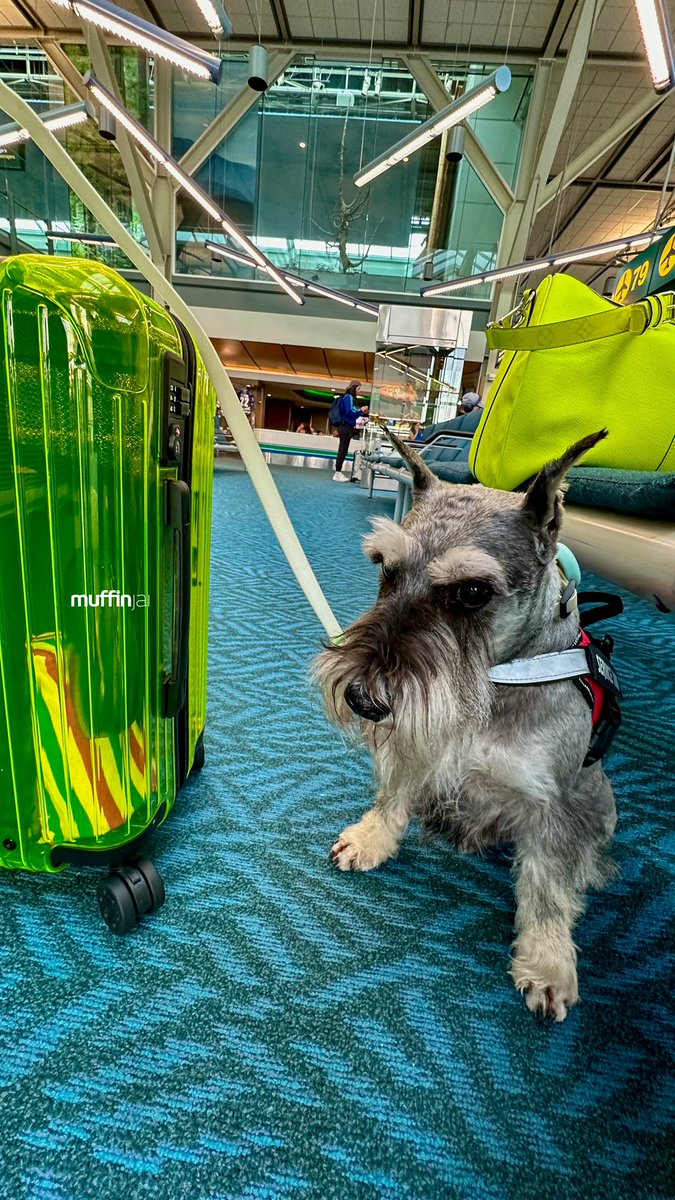 muffinjai's tweet photo. 💛 And we are off again 🛫 Well… very soon anyway 😅@ yvrairport 🧳 #TravelDogs #TravelDog 🐶🐾🇨🇦 #DogsOfVancouver #DogsOfCanada #MiniatureSchnauzer #Schnauzer https://t.co/nZe8Fsd8ts