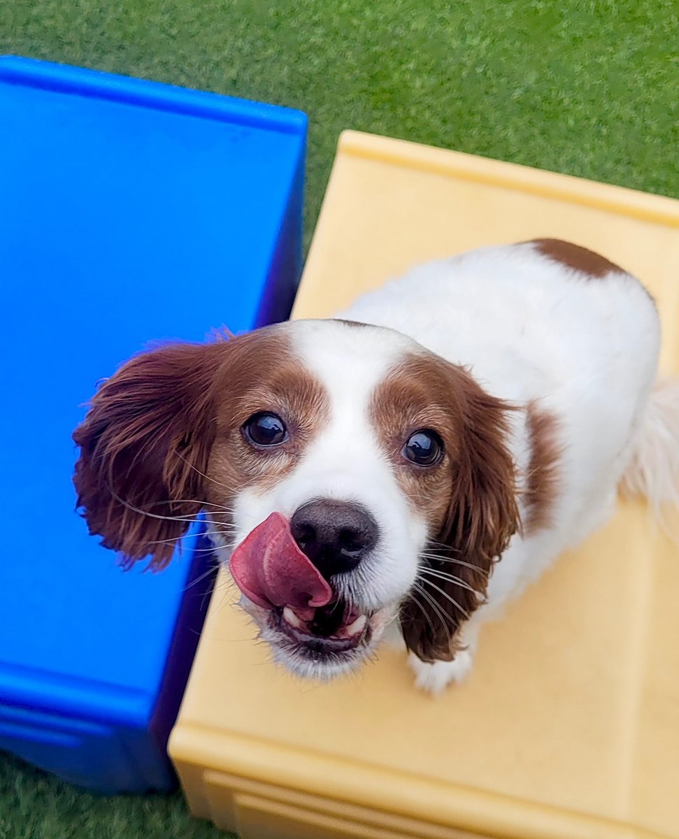 PamperedPetInn's tweet photo. Life is ruff, but I make it look adorable 🐶 https://t.co/wdouZzXq4K