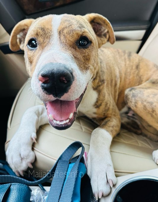 Hi! My name is Tolkien 🐾🤎 https://t.co/gXczTiTphR