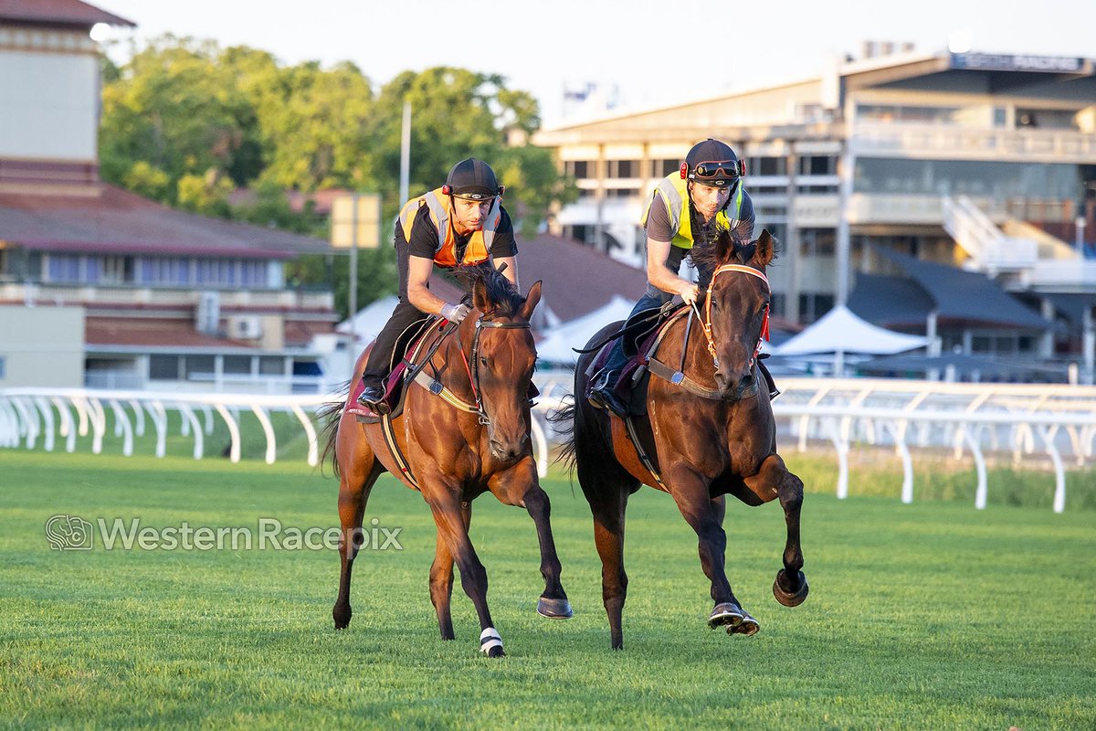 A few Railway Stakes and W.A. Guineas contenders topping off their preparations at Ascot trackwork this morning! Pictured are Super Smink, Startrade, Bustler, A Lot Of Good Men and Trix Of The Trade @PerthRacing More 📸 westernracepix.com #ThePinnacles #WesternRacepix