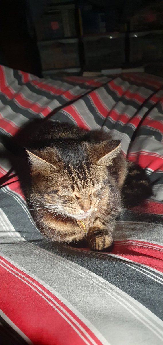 Weregopher's tweet photo. Peaceful #FuzzyRebelAlliance https://t.co/nLk4QAun1O