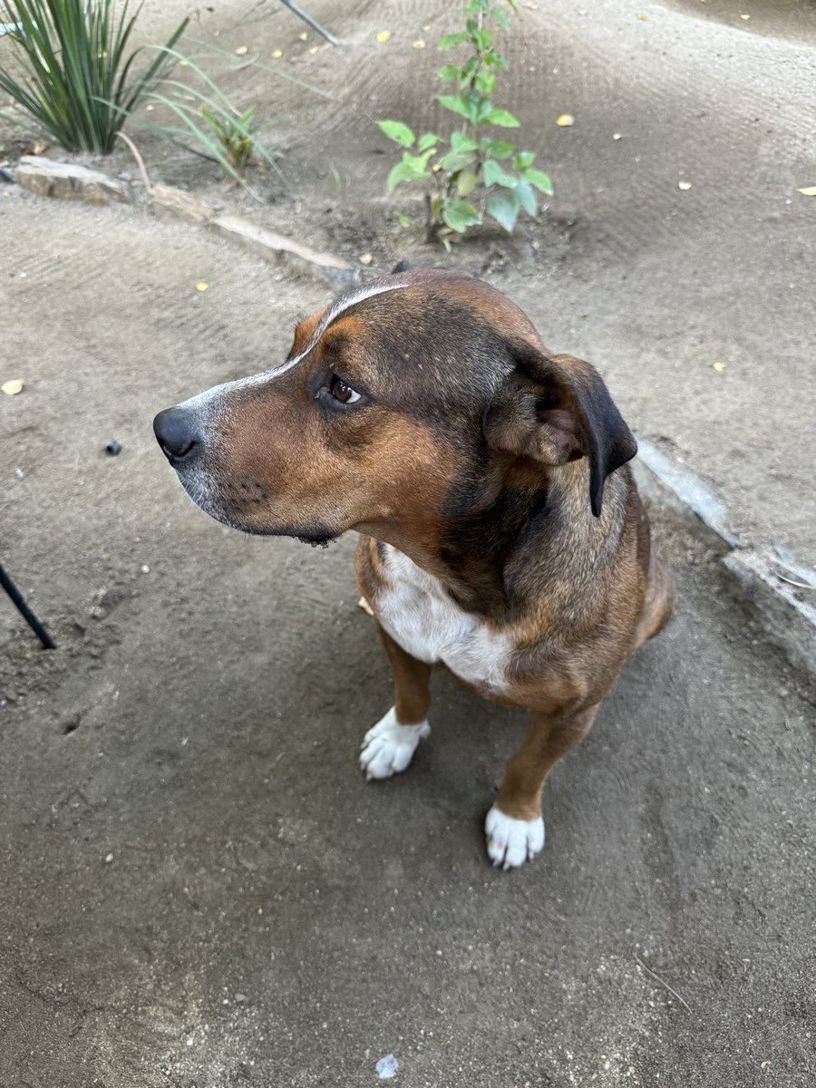 Es Canelo, muy amigable en #dum Todos Santos, BCS