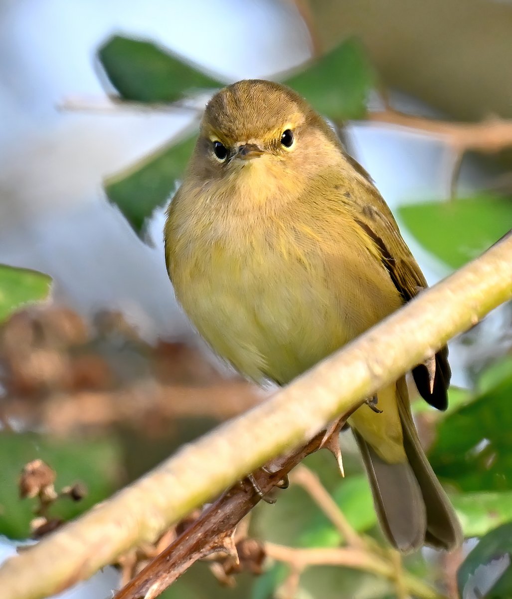 CarlBovisNature's tweet photo. A cute little Chiffchaff, giving me the eye! π
Taken last weekend at RSPB Greylake in Somerset.
#TwitterNatureCommunity π¦ https://t.co/fJ83XVcKHu