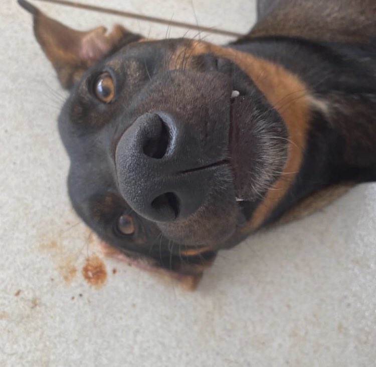 anadrogas's tweet photo. Esse é o Nescau, ele é um cão que vive na rua, muito querido entre os estudantes da UFPR. Como todo cachorro, o Nescau é um cão extremamente leal e defende àqueles que cuidam dele a todo custo, infelizmente, ele não sabe do que se trata uma abordagem policial e acabou seguindo + https://t.co/J5e2QUgehR