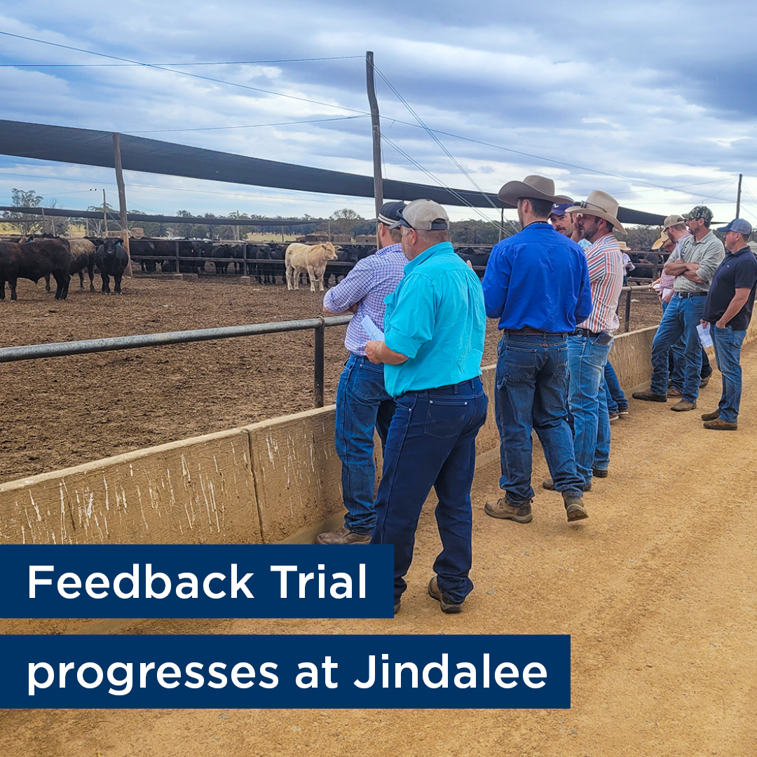 Entrants in the 2024 NSW Beef Spectacular Feedback Trial had the opportunity to attend a producer’s day at our Teys feedlot at Jindalee, to check out how their steers are performing. Best wishes to all entrants!