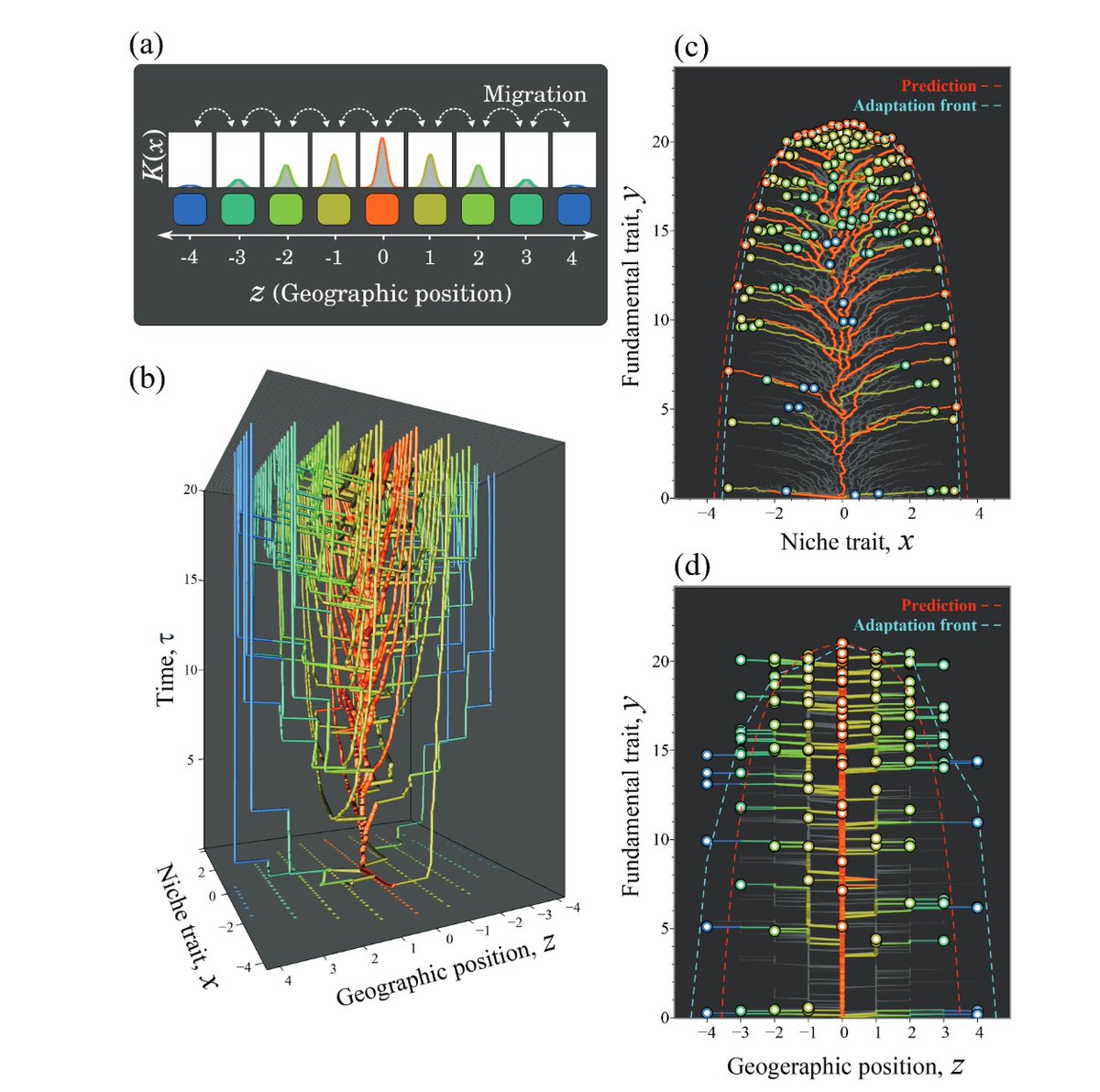 AndrejSpiridon4's tweet photo. A [very] theoretical eco-evo treatment of the 'living fossils' phenomenon:
https://t.co/z2z14XSdW4
"species occupying the most peripheral niches are the least innovated and have deep divergence times from their closest relatives, and thus they correspond to living fossils." https://t.co/469vsqya9D