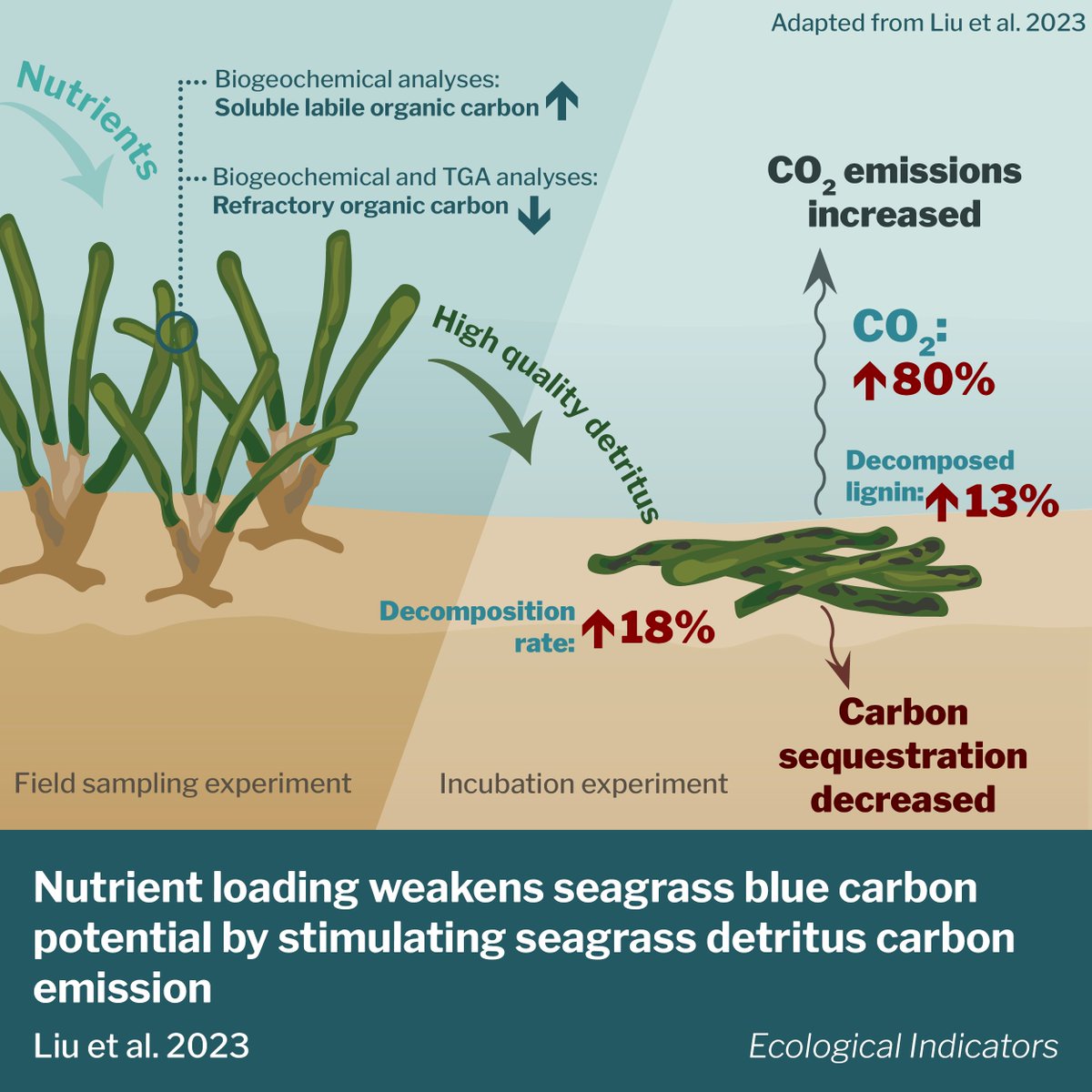 New paper shows how coastal nutrient pollution impacts seagrass #bluecarbon storage by speeding up decomposition & increasing CO2 emissions. Managing coastal nutrients is crucial to preserve the ability of seagrass meadows to act as carbon sinks. doi.org/10.1016/j.ecol…