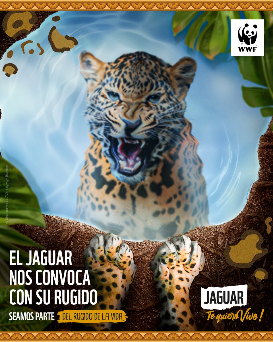 ¡Únete al llamado del jaguar! 
Juntos podemos fomentar la conservación de esta emblemática especie. Su rugido nos convoca e invita a todos y todas a sumarnos a esta gran campaña por la protección de los jaguares. #JaguarTeQuieroVivo