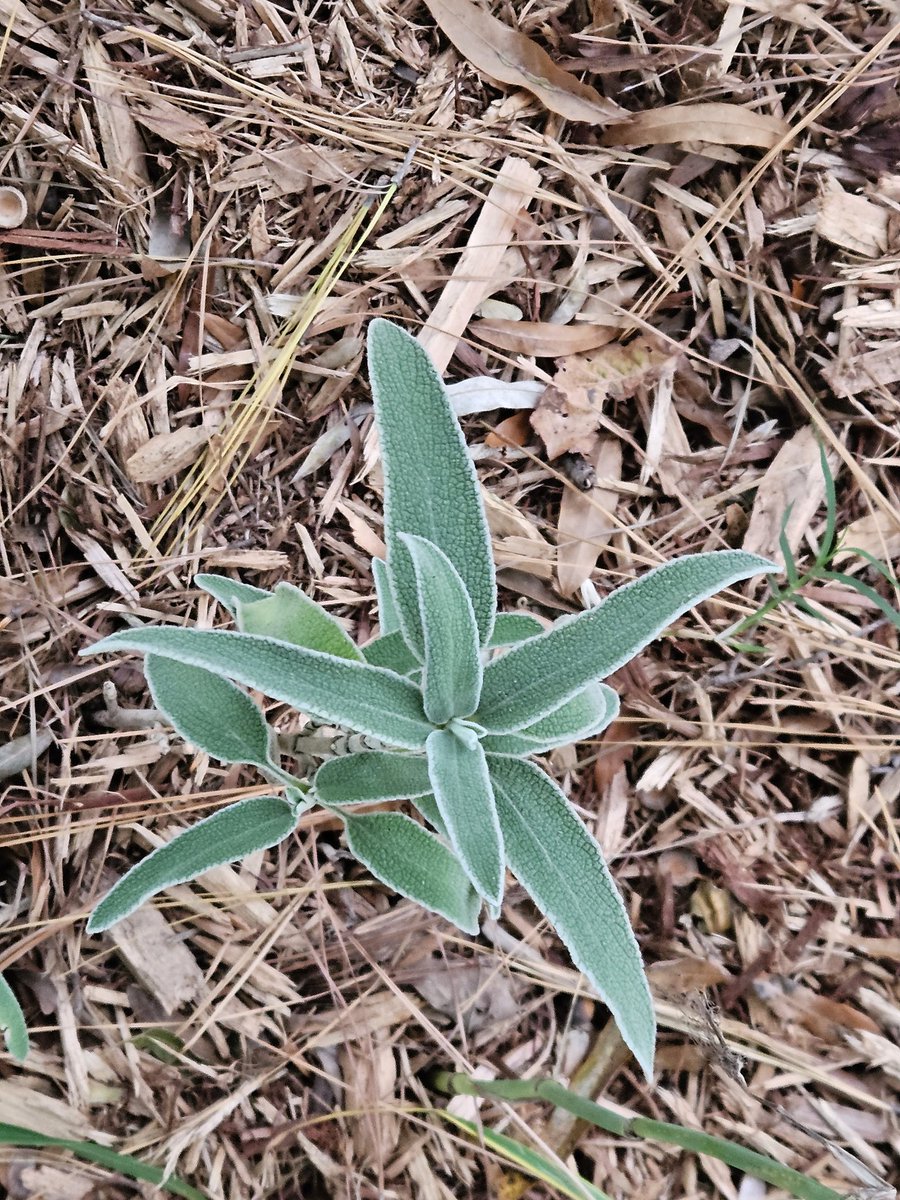 Nancy Stewart tweet media