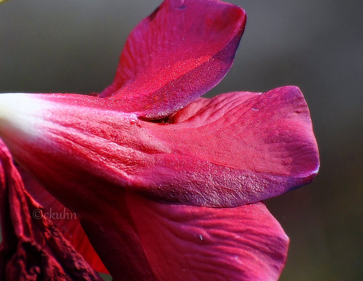 Happy new week! 👋😊 I'm getting a late start, but here's a Mandevilla with #raindrops for #MacroMonday. (May need a click.)❤️💦#MagentaMonday #Flowers #FlowerPhotography #NaturePhotography