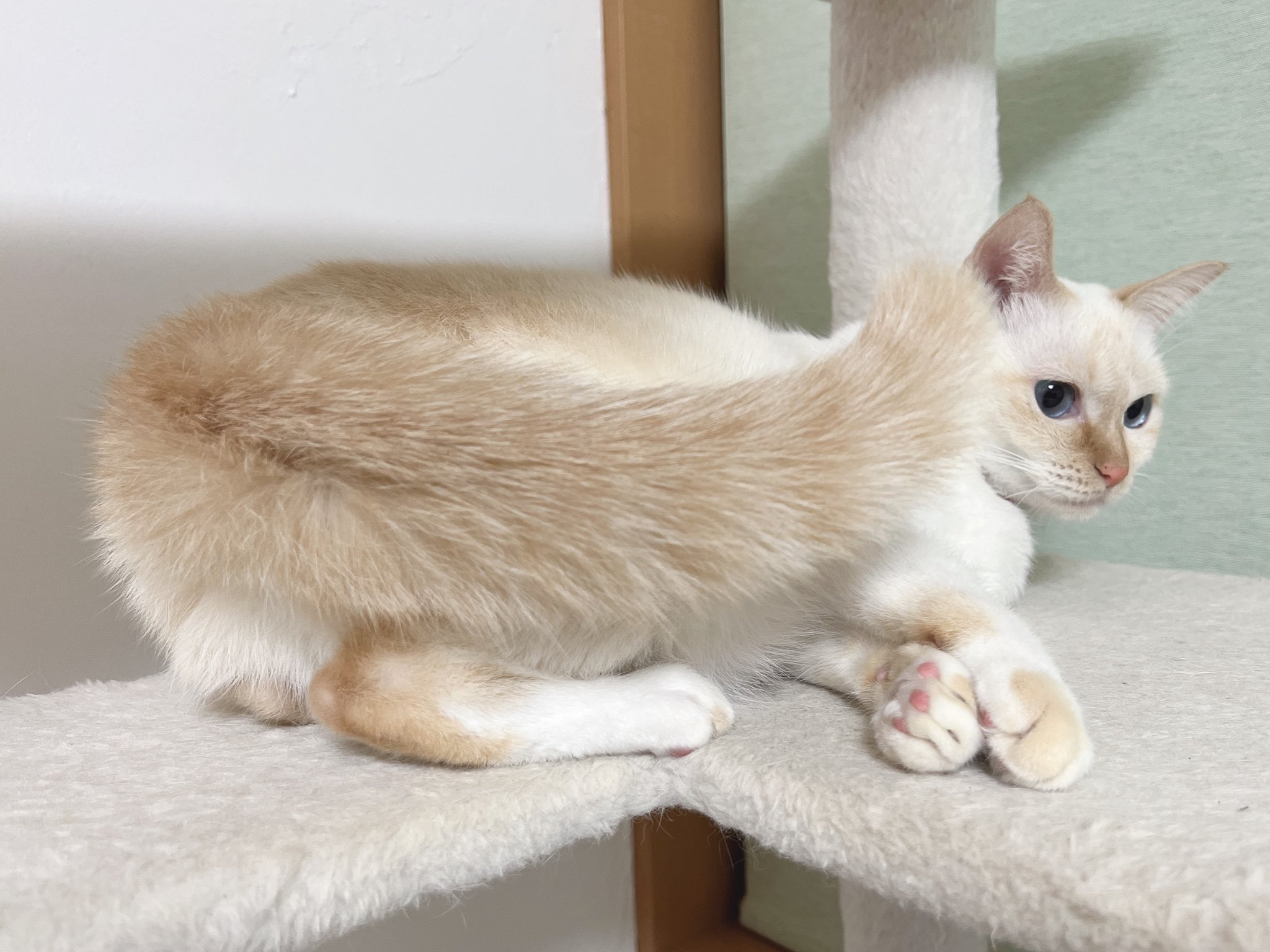 N.R タヌタヌ トリックスター / Ninja ZX-25R（21-22） 政府認証ダウンフル