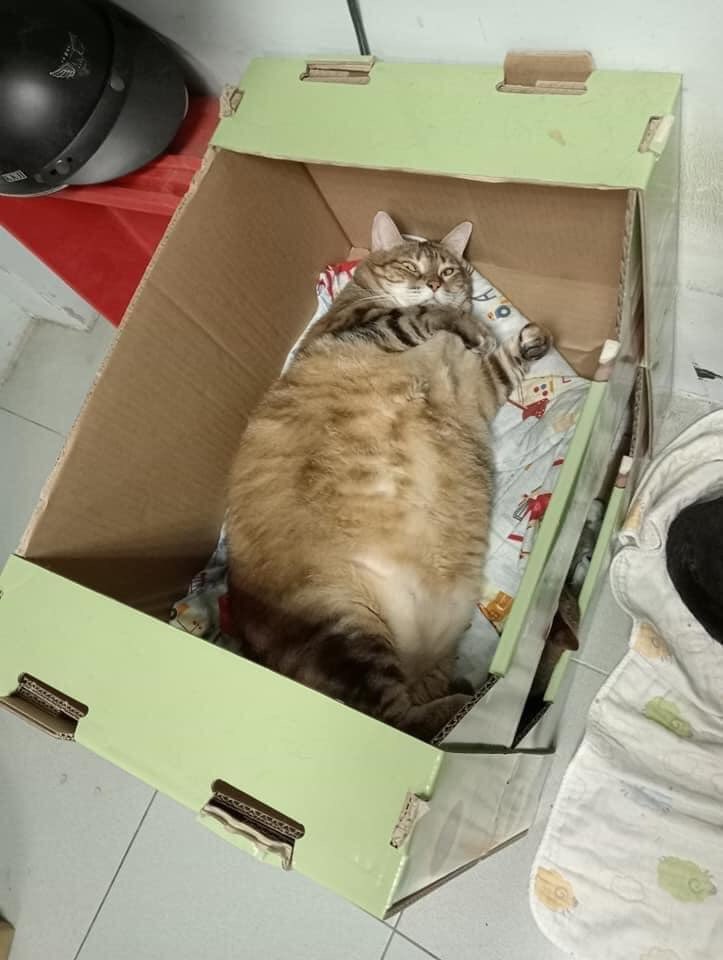 Dậy đi làm thôi bà con,cho t hỏi đây là con mèo hay con heo z 😂
#Cat #Funny