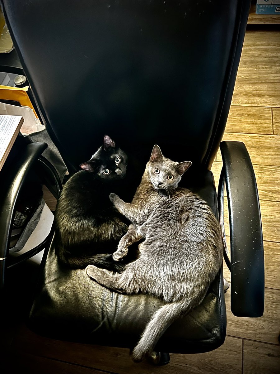 Every time I get up from my office chair, I come back to find out, I lost my chair to my office mates. #WorkingforHome
