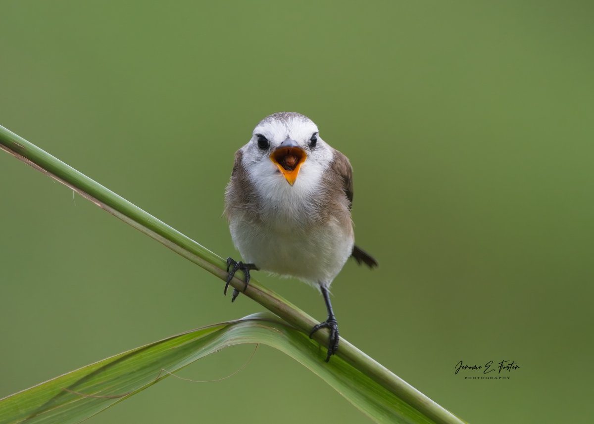 buggyfresh78's tweet photo. A #White-headed #marsh #tyrant #regurgitates a #pellet of #undigested #food early in the morning. #Woodland, #Trinidad.
.
.
.
#birdwatching #wildlife #animals #birdphotography #caribbean #trinidadandtobago #BirdsSeenIn2023 https://t.co/KVBR8jRp2C
