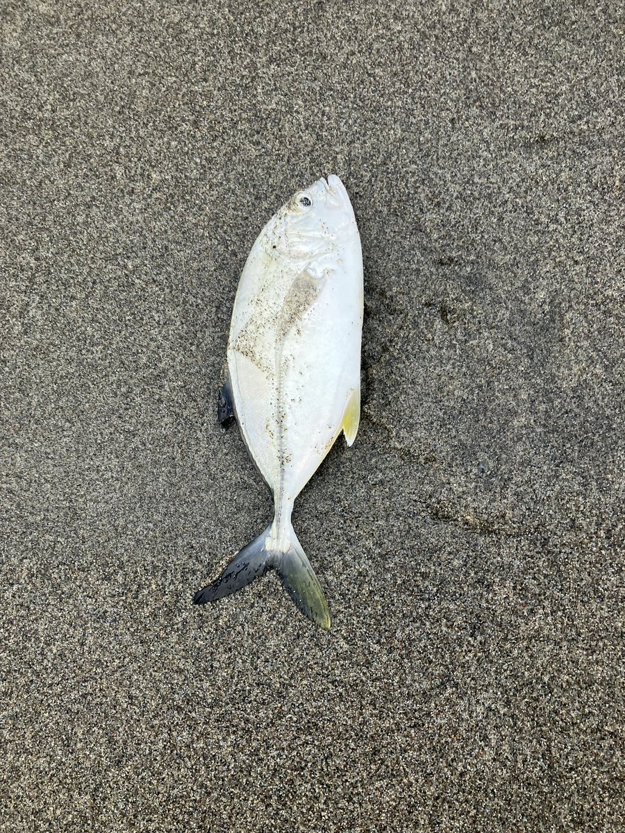 Anglerkaz's tweet photo. 青物を期待して行ったんだけど釣れるのはこればっか
食べれるの？🐟 https://t.co/oLCUsdWsKR