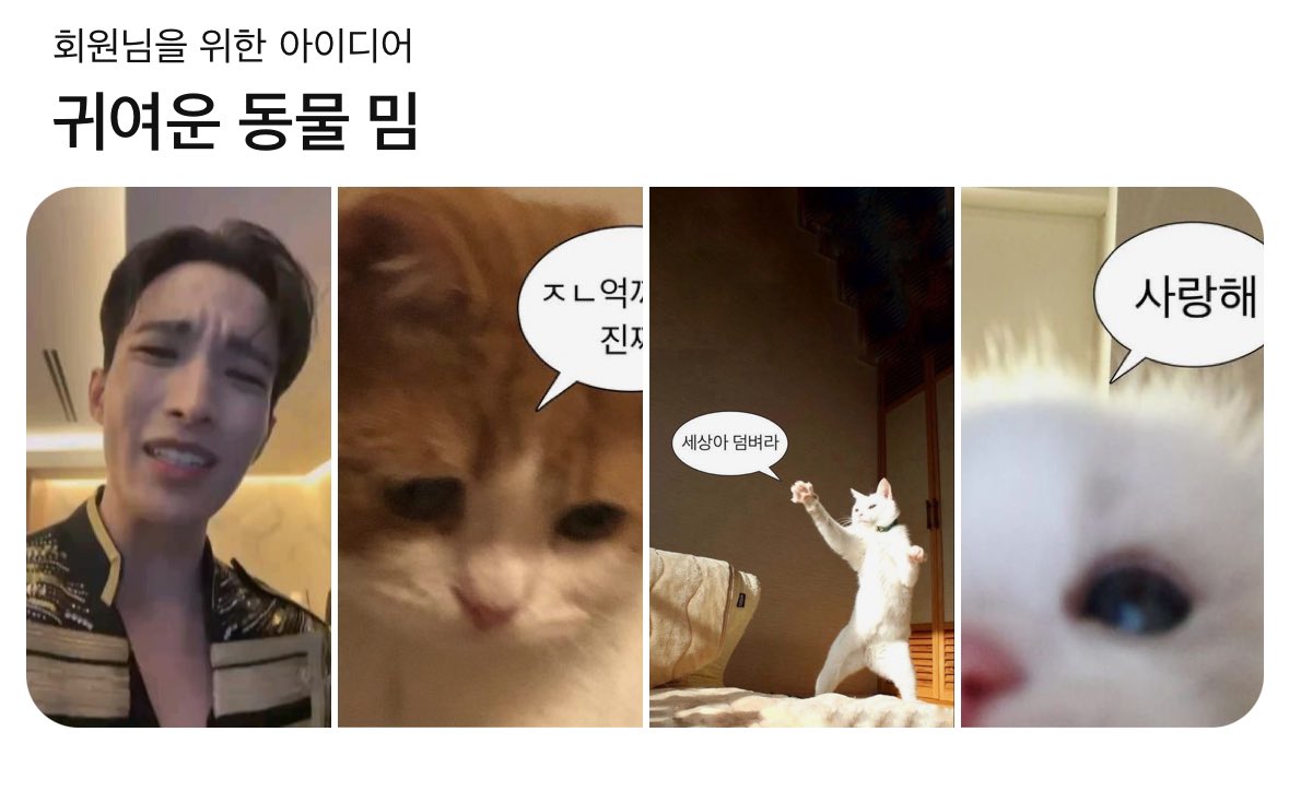 동물 밈이라면서요?