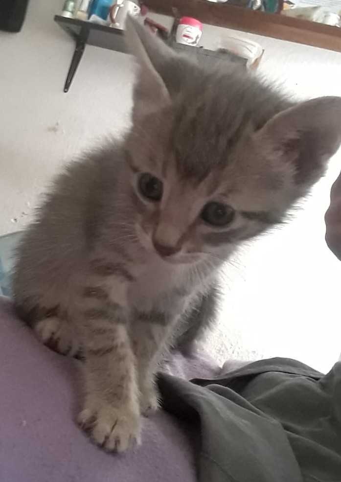 AnimalParaiso's tweet photo. Regalones gatitos en adopción, mes y medio de edad, ya comen solitos y saben usar arenero.

Contacto interesados al teléfono o WhatsApp +56 9 3736 9671. #Valpo #Viña https://t.co/ocyyHYZpfI