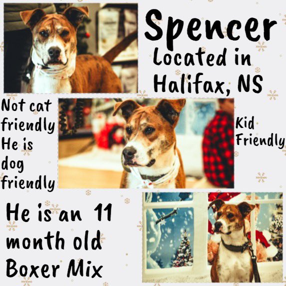 Spencer is available for adoption!