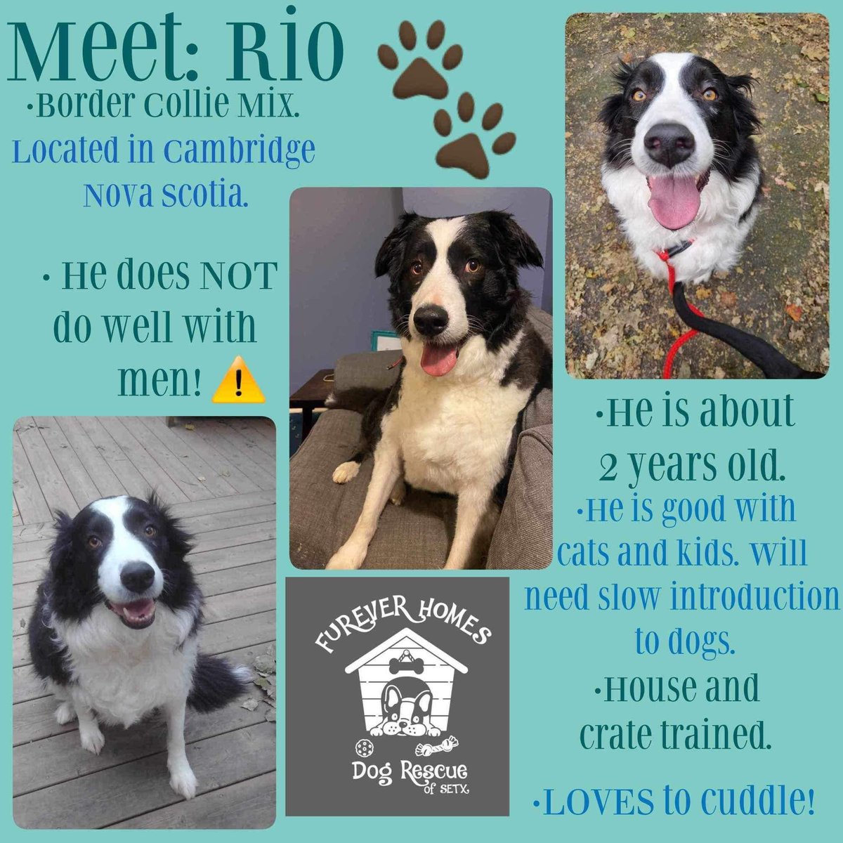 Rio is available to foster or adopt 🥰