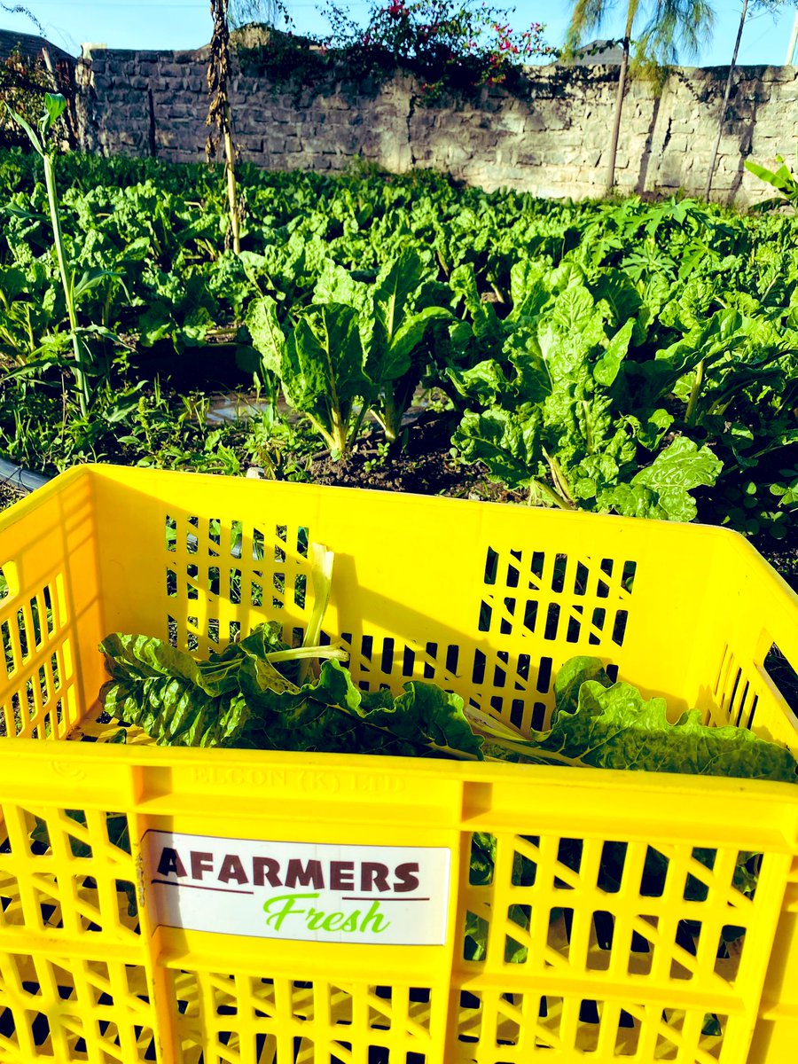 Nasiali_N's tweet photo. #Climate_smart agriculture involves integrating practices that address the challenges of climate change while promoting sustainable productivity.
These aim to create a balance between increasing food production, adapting to climate change, and minimizing environmental5,9 https://t.co/bw8OzGMZzH