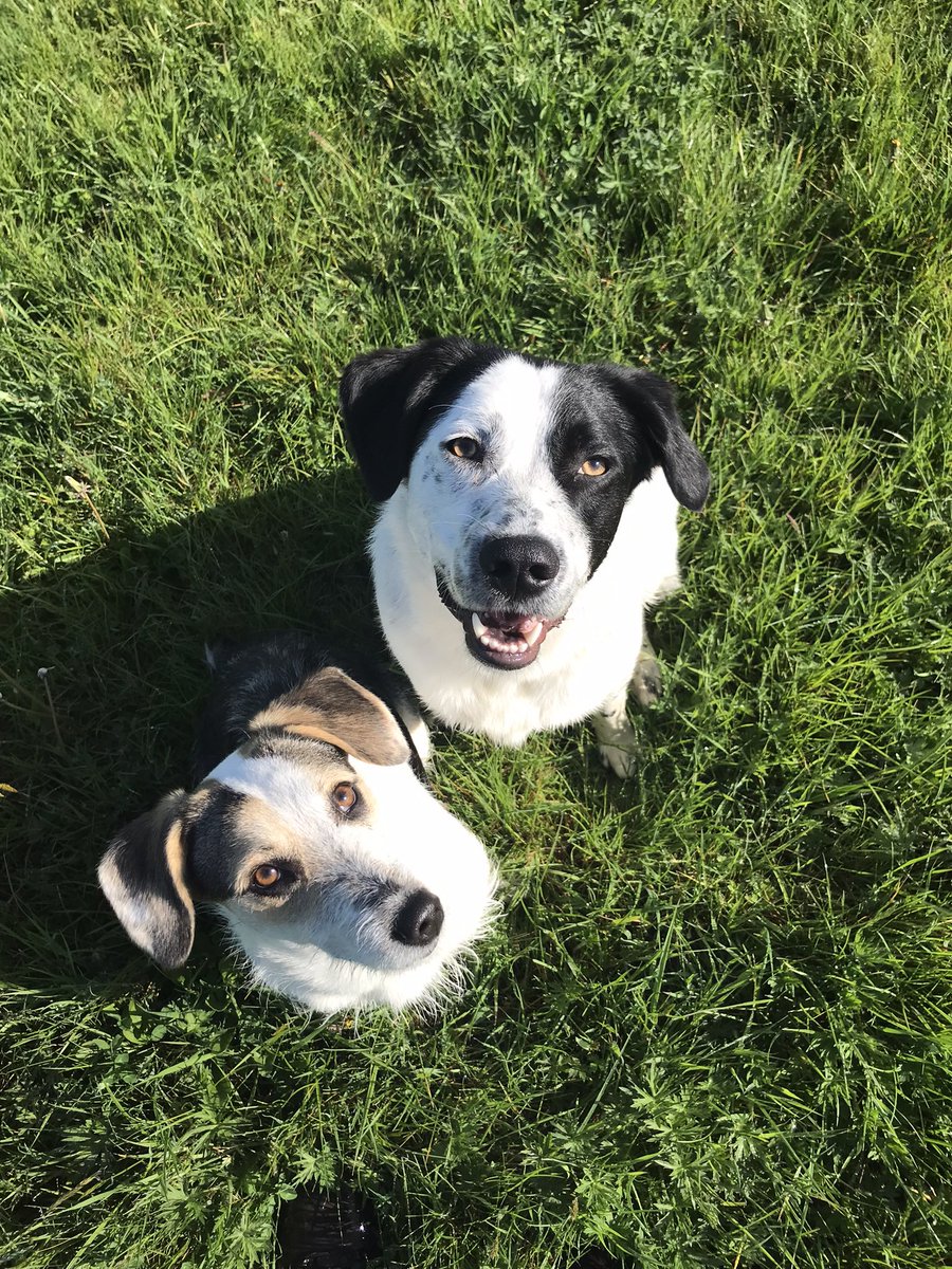 Hellsbell09's tweet photo. @VincentCrypt46 How wonderful. My life changed after rescuing Denny &amp; Dolly 2 years ago. Laughter and love every day. Enjoy my friend ❤️ https://t.co/zmYTGQTipg